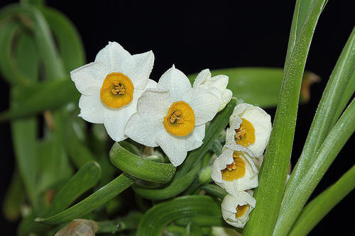 水仙的形状特点和种植方法有哪些?(图3) 水仙的形状特点和种植方法有哪些?